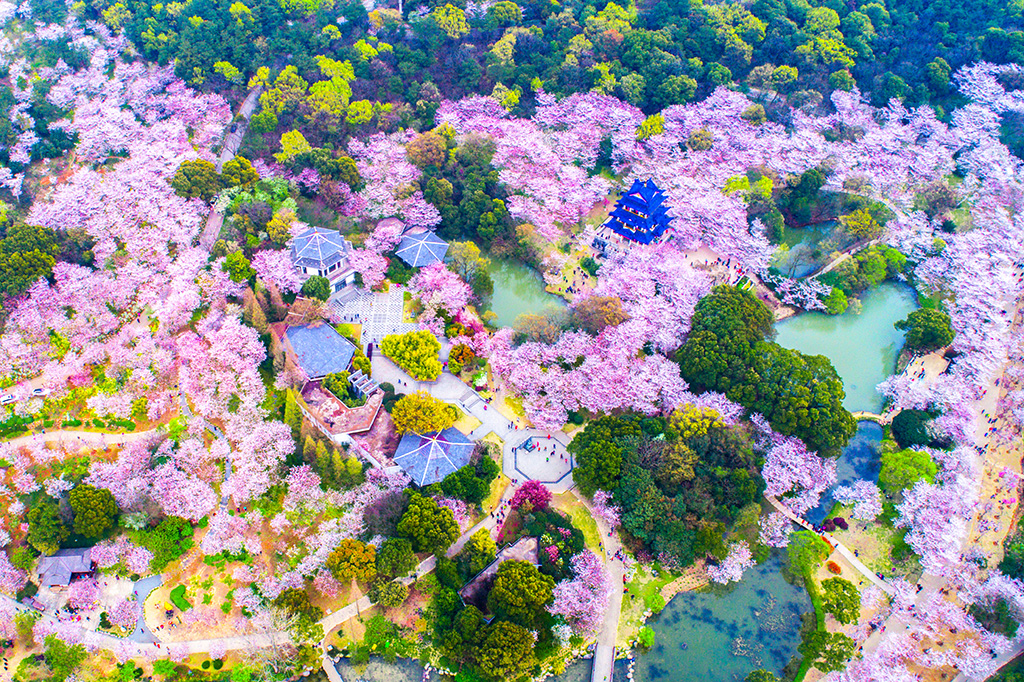 繁花似錦+黿頭渚+2017.3.jpg