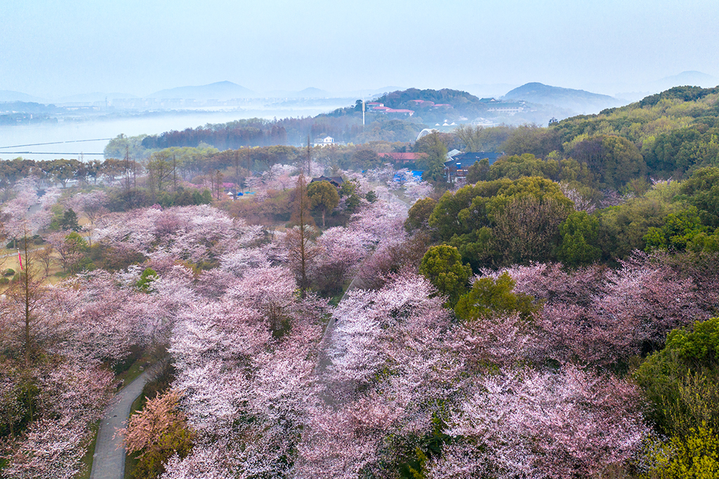 櫻花盛開+黿頭渚+2019.3.jpg