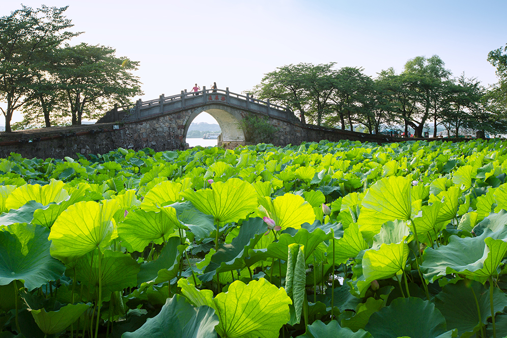 荷香滿園+黿頭渚+2019.6.jpg