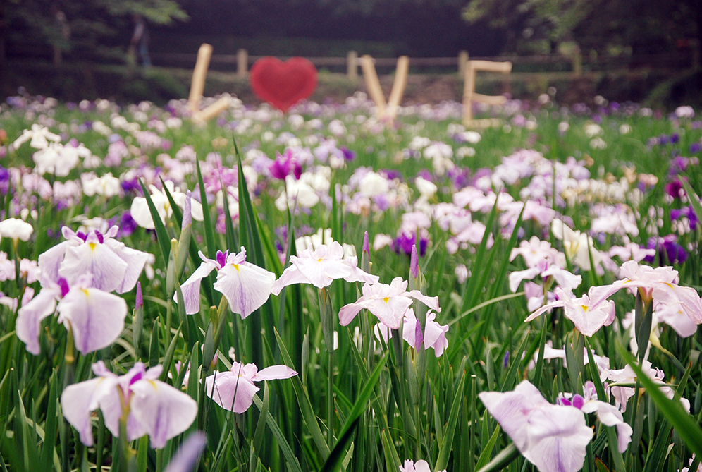 花菖蒲園 (1).JPG