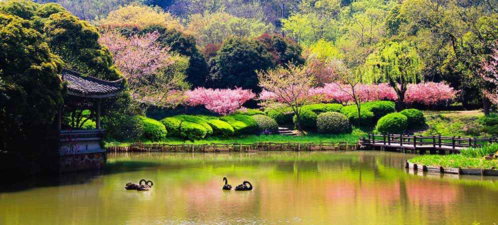 景點 充山隱秀 櫻花.jpg
